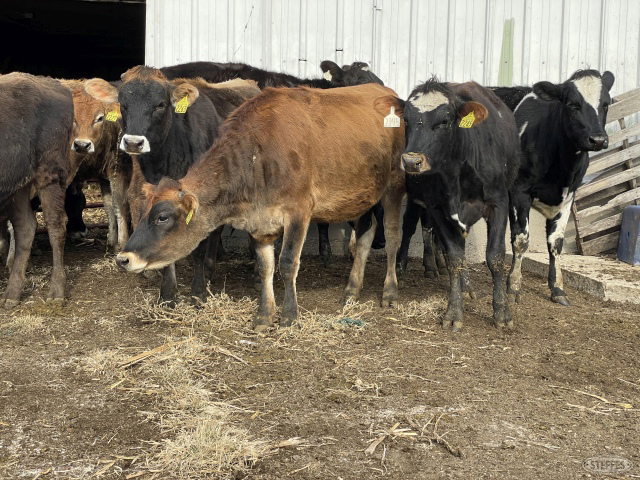 (11) Jersey/crossbred heifers